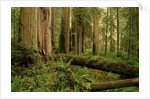 Redwood Trees by Anonymous