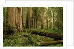 Redwood Trees by Anonymous