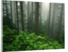 Old Growth Forest by Anonymous