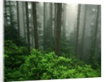 Old Growth Forest by Anonymous