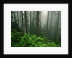 Old Growth Forest by Anonymous