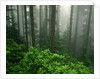 Old Growth Forest by Anonymous