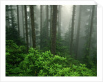 Old Growth Forest by Anonymous