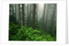 Old Growth Forest by Anonymous