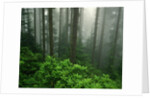 Old Growth Forest by Anonymous