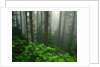 Old Growth Forest by Anonymous