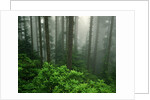 Old Growth Forest by Anonymous