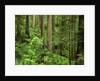 Redwood Trees by Anonymous