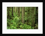Redwood Trees by Anonymous