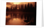 Trees Reflecting in a Lake by Anonymous