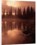 Tree Reflection on a Lake by Anonymous