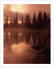 Tree Reflection on a Lake by Anonymous