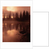 Tree Reflection on a Lake by Anonymous