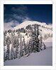 Mount Rainier by Anonymous