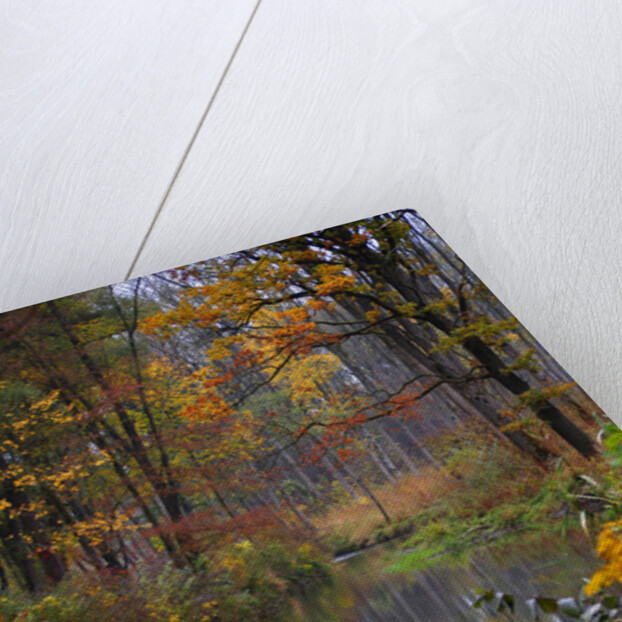 fall by Wolfgang Simlinger