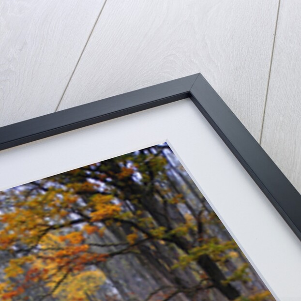 fall by Wolfgang Simlinger