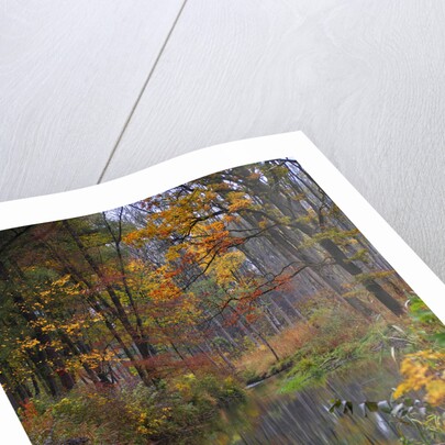 fall by Wolfgang Simlinger