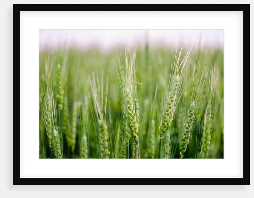 Separate the wheat from the chaff by Katarzyna Kuban