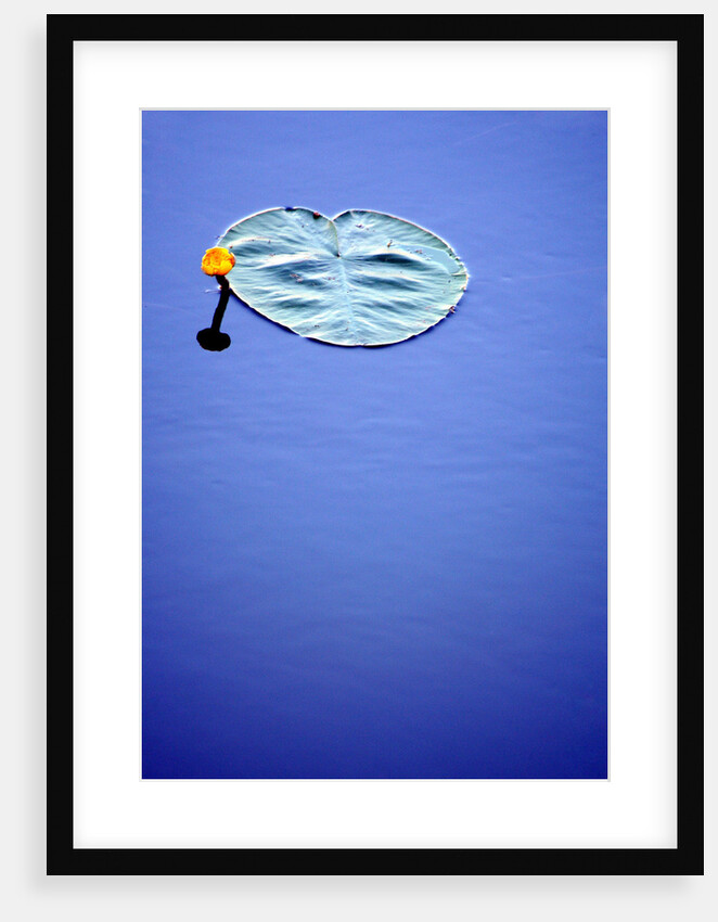 Beaute d'eau by Cathy Baillet