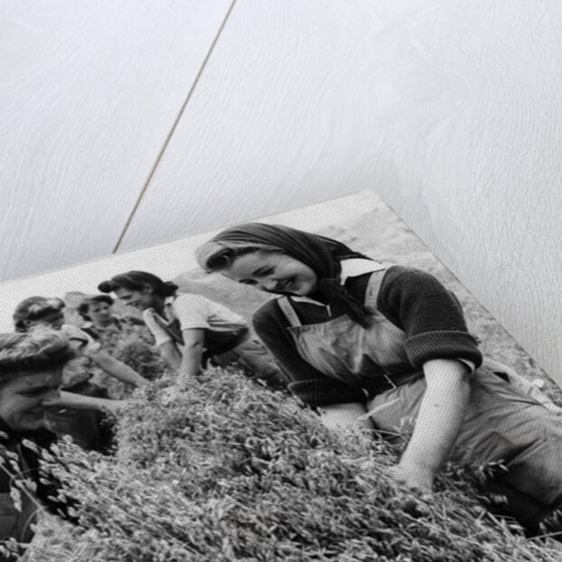 Bringing in the harvest by Associated Newspapers