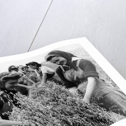 Bringing in the harvest by Associated Newspapers