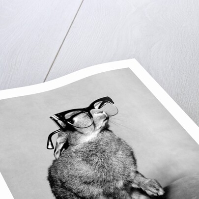 Short-sighted Bunny by Associated Newspapers