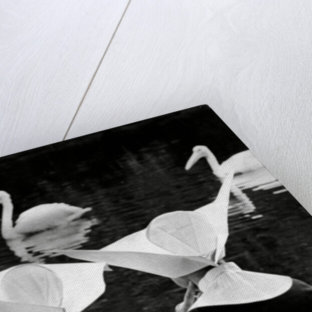 Nuns and pelicans in St James's Park by Associated Newspapers