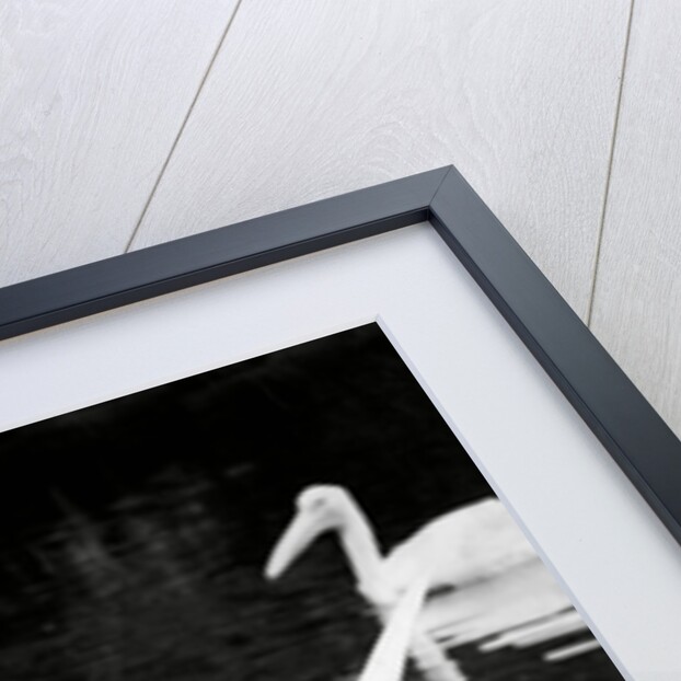 Nuns and pelicans in St James's Park by Associated Newspapers