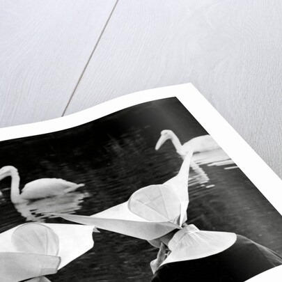 Nuns and pelicans in St James's Park by Associated Newspapers