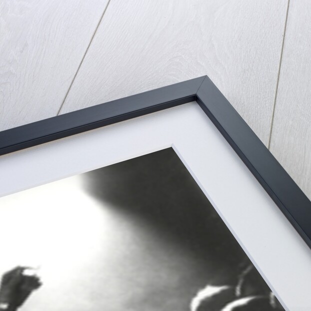 Dusty Springfield in the light by Associated Newspapers