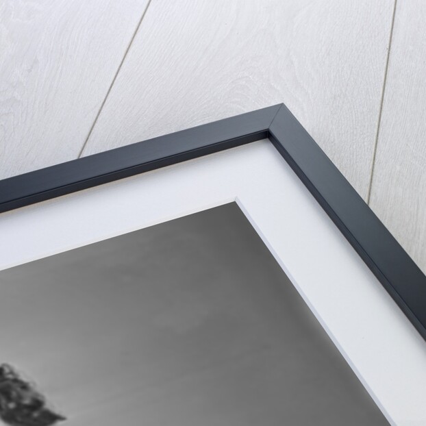 Condemned to Drink Milk by Associated Newspapers