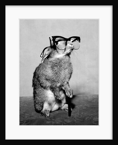 Short-sighted Bunny by Associated Newspapers