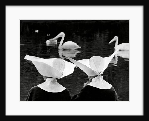 Nuns and pelicans in St James's Park by Associated Newspapers