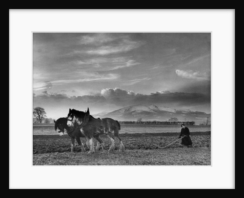 Horse-drawn plough by Associated Newspapers