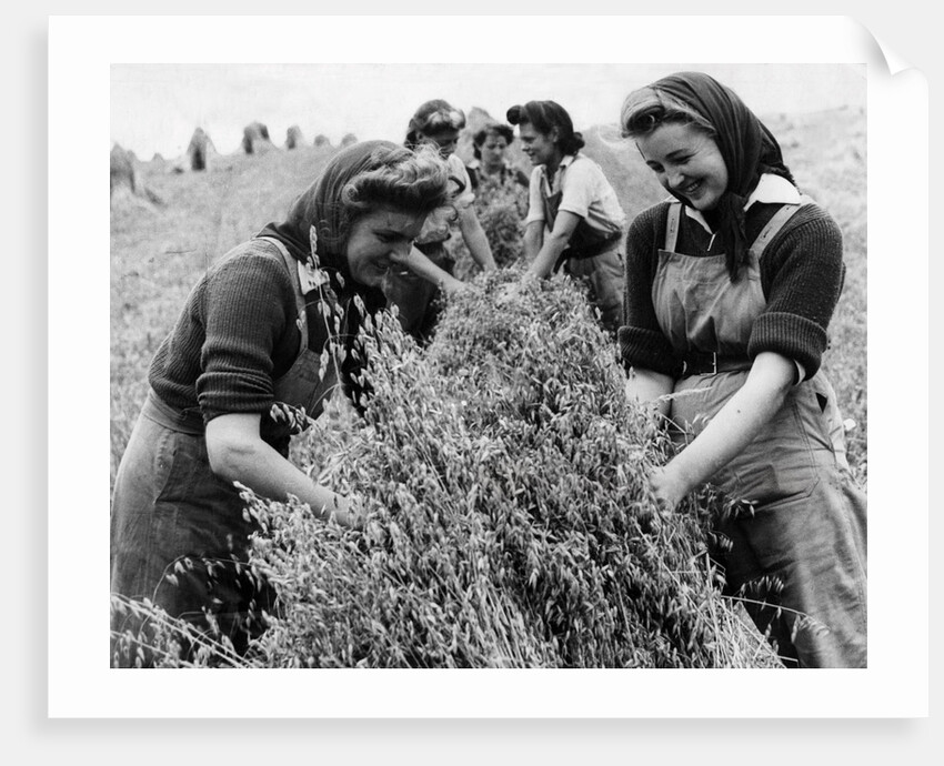 Bringing in the harvest by Associated Newspapers