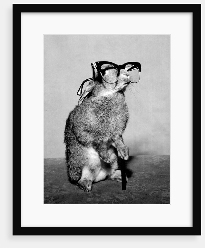 Short-sighted Bunny by Associated Newspapers