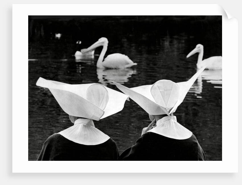 Nuns and pelicans in St James's Park by Associated Newspapers