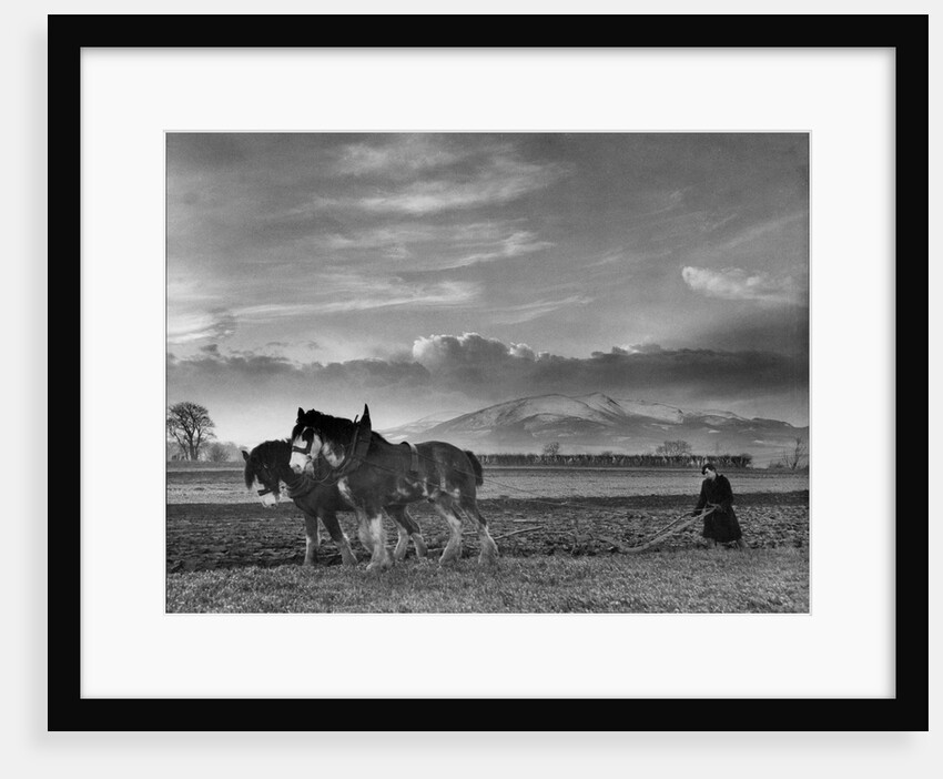 Horse-drawn plough by Associated Newspapers
