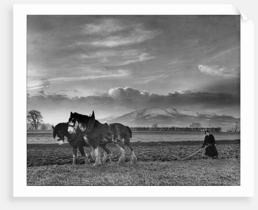Horse-drawn plough by Associated Newspapers