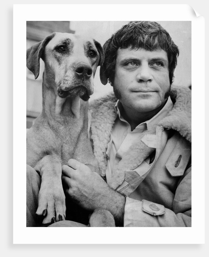 Oliver Reed, actor, with Tara the Great Dane by Associated Newspapers