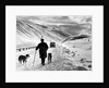 A shepherd in the snow by Associated Newspapers
