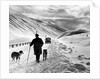 A shepherd in the snow by Associated Newspapers