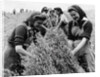 Bringing in the harvest by Associated Newspapers
