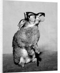Short-sighted Bunny by Associated Newspapers