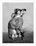 Short-sighted Bunny by Associated Newspapers
