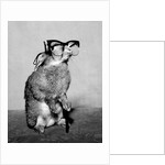 Short-sighted Bunny by Associated Newspapers