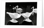 Nuns and pelicans in St James's Park by Associated Newspapers