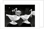 Nuns and pelicans in St James's Park by Associated Newspapers