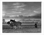Horse-drawn plough by Associated Newspapers