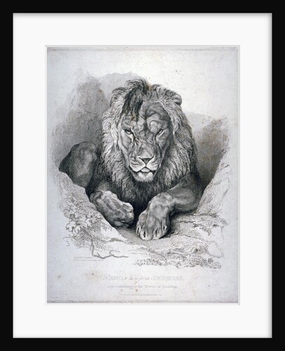 Nero, a lion from Senegal, now exhibiting in the Tower of London by Edwin Henry Landseer